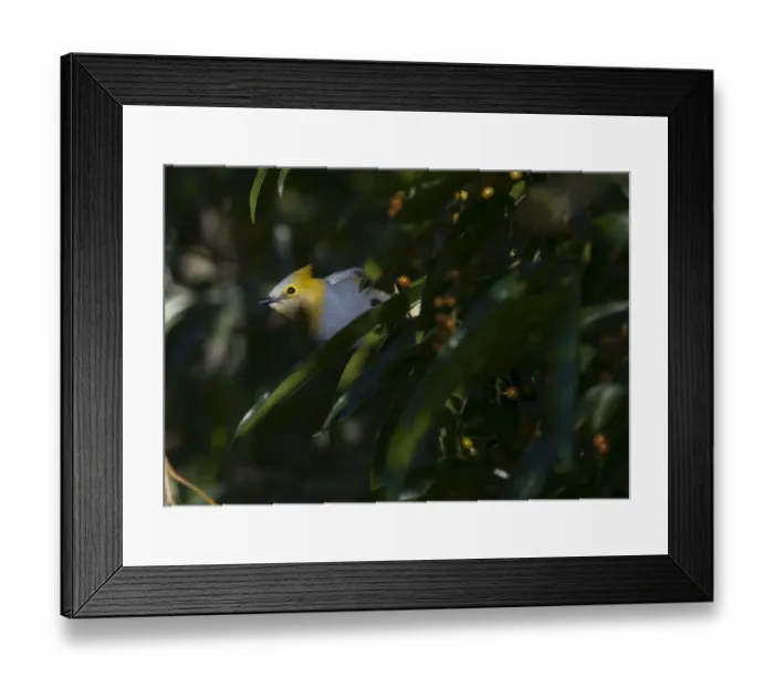 Framed Print : Long-tailed Silky Flycatcher Ptilogonys caudatus Savegre Costa Rica Framed Print : Long-tailed Silky Flycatcher Ptilogonys caudatus Savegre Costa Rica