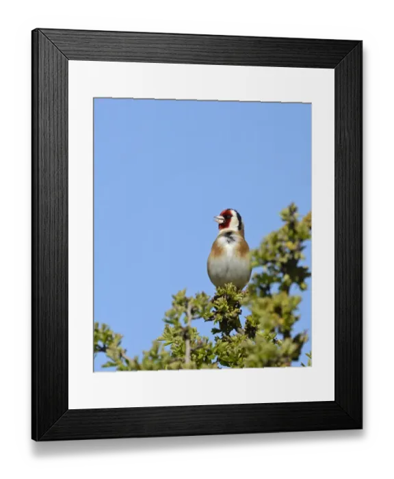 Framed Print : Goldfinch Carduelis carduelis in song Cley Norfolk May Framed Print : Goldfinch Carduelis carduelis in song Cley Norfolk May