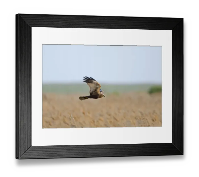 Framed Print : Marsh Harrier Circus aeruginosus male Norfolk spring Framed Print : Marsh Harrier Circus aeruginosus male Norfolk spring