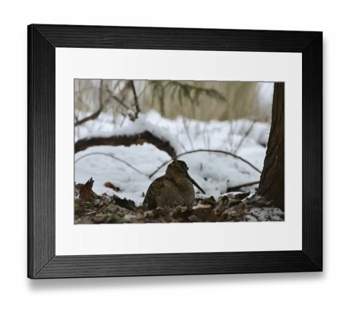 Framed Print : Eurasian Woodcock (Scolopax rusticola) Norfolk winter Framed Print : Eurasian Woodcock (Scolopax rusticola) Norfolk winter