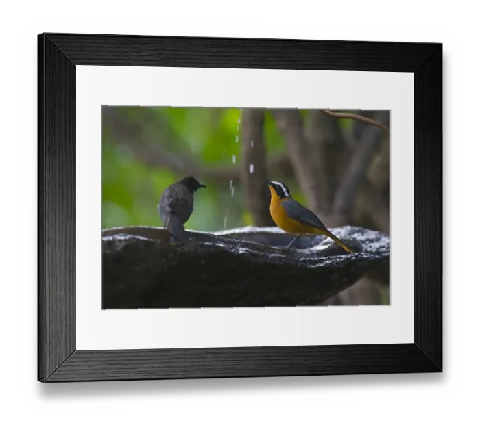Framed Print : White-browed Robin Chat Cossypha heuglini Masai Mara Kenya East Africa Framed Print : White-browed Robin Chat Cossypha heuglini Masai Mara Kenya East Africa