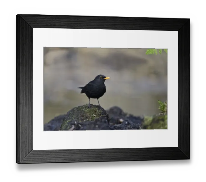 Framed Print : Blackbird Turdus merula male in garden Norfolk Framed Print : Blackbird Turdus merula male in garden Norfolk