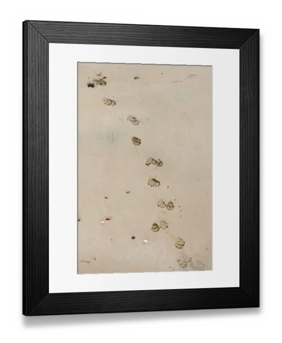 Framed Print : Otter Lutra lutra tracks across sandy beach Shetland summer Framed Print : Otter Lutra lutra tracks across sandy beach Shetland summer