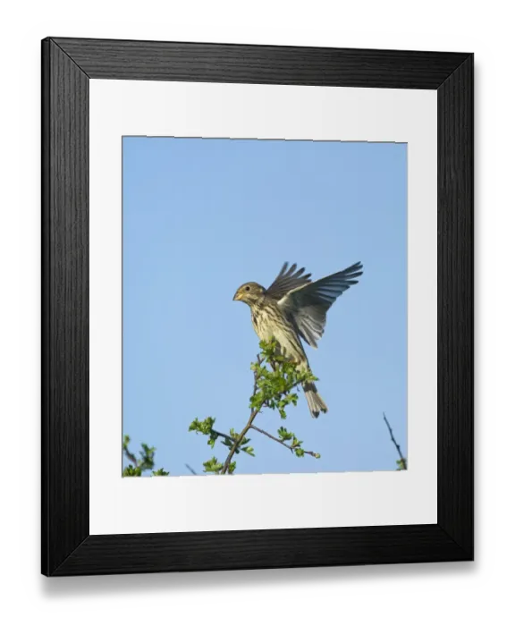 Framed Print : Corn Bunting Miliaria calandra Norfolk April Framed Print : Corn Bunting Miliaria calandra Norfolk April