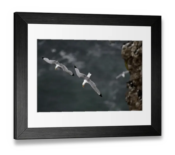 Framed Print : Black-legged Kittiwake Risa tridactyla Fowlsheugh RSPB Reserve Scotland July Framed Print : Black-legged Kittiwake Risa tridactyla Fowlsheugh RSPB Reserve Scotland July