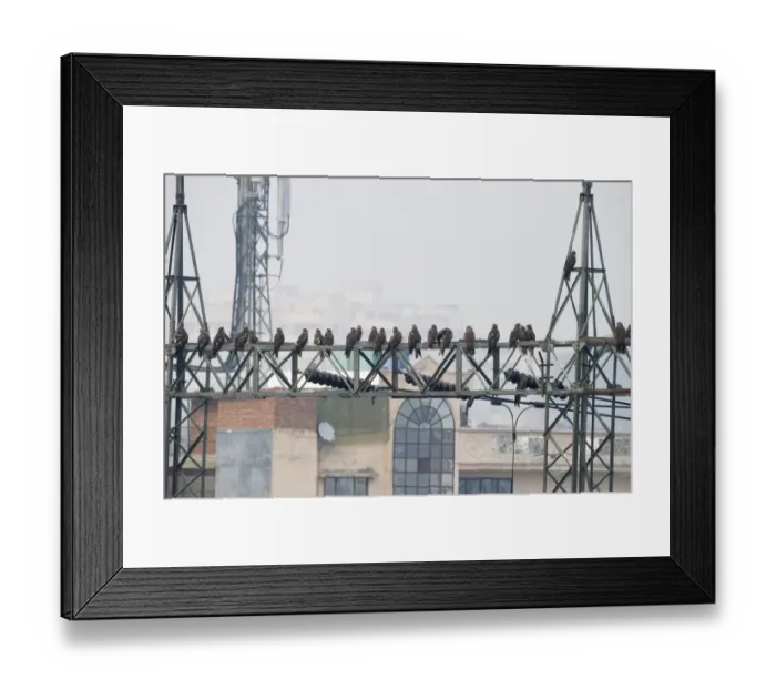 Framed Print : Black Kites Milvus migrans at Ghazipur rubbish fump one of the largest dumps on earth Framed Print : Black Kites Milvus migrans at Ghazipur rubbish fump one of the largest dumps on earth