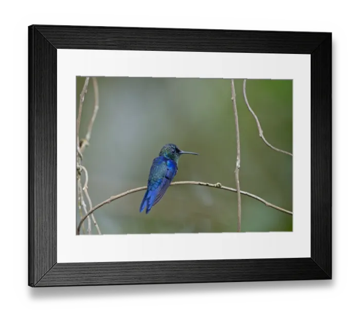 Framed Print : Crowned Woodnymph Thalurania colombica male Costa Rica Framed Print : Crowned Woodnymph Thalurania colombica male Costa Rica