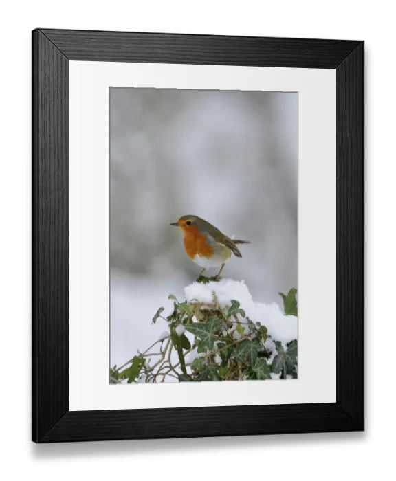 Framed Print : Robin Erithacus rubecula puffed up in cold Norfolk winter Framed Print : Robin Erithacus rubecula puffed up in cold Norfolk winter