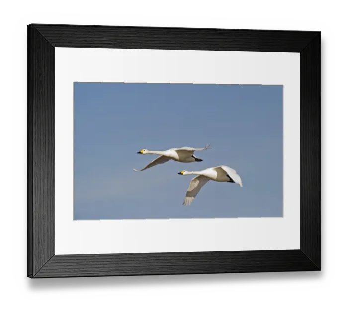 Framed Print : Bewicks Swans Cynus columbianus The Fens Norfolk winter Framed Print : Bewicks Swans Cynus columbianus The Fens Norfolk winter