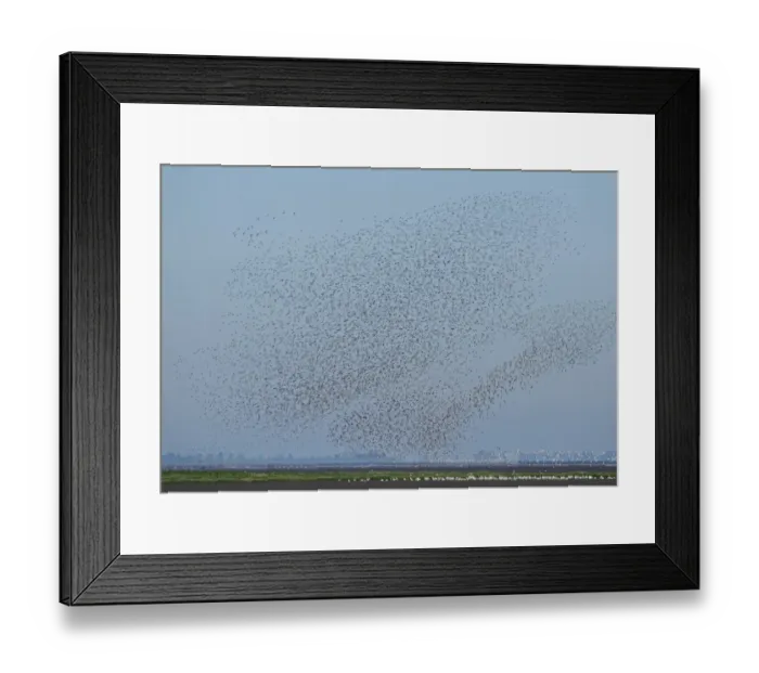 Framed Print : A flock of Knot Calidris canutu reacting to hunting Peregrine over mud of the Wash Framed Print : A flock of Knot Calidris canutu reacting to hunting Peregrine over mud of the Wash