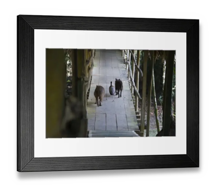 Framed Print : Grey-winged Trumpeter with dog and Capybara - the three amigos, Exploramo Lodge Amazon Framed Print : Grey-winged Trumpeter with dog and Capybara - the three amigos, Exploramo Lodge Amazon