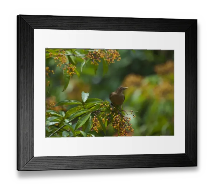 Framed Print : Clay-coloured Robin Turdus grayi La Selva Costa Rica Framed Print : Clay-coloured Robin Turdus grayi La Selva Costa Rica