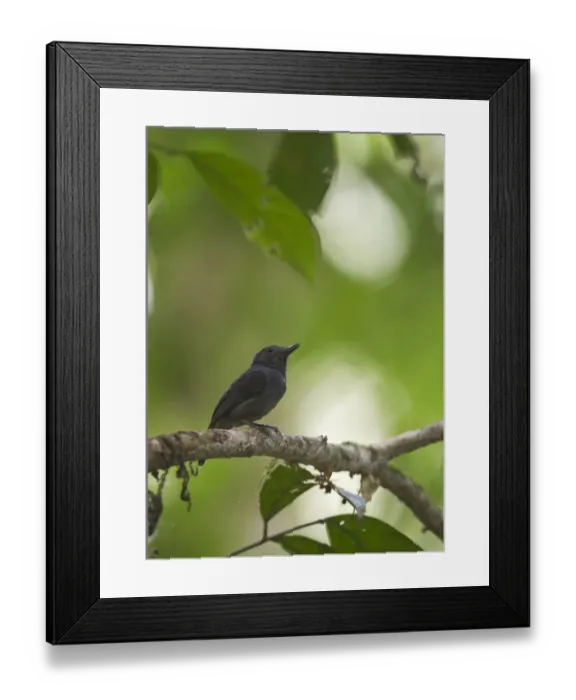 Framed Print : Dusky-throated Antshrike Thamnomanes ardesiacus Peruvian Amazon Framed Print : Dusky-throated Antshrike Thamnomanes ardesiacus Peruvian Amazon