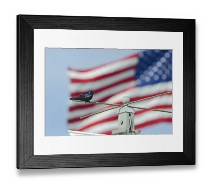 Framed Print : Purple Martin at Purple Martin colony Cape May New Jersey USA