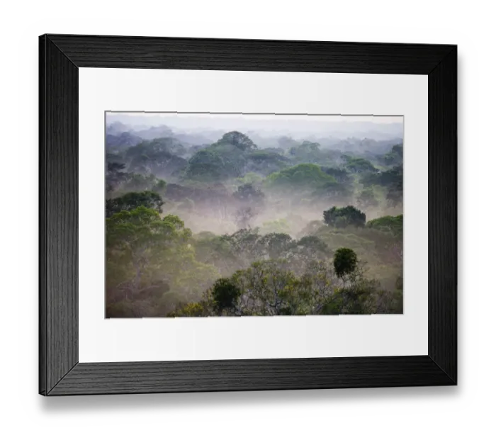 Framed Print : View across canopy of Amazonian rainforest at dawn Tambopata Peru Framed Print : View across canopy of Amazonian rainforest at dawn Tambopata Peru