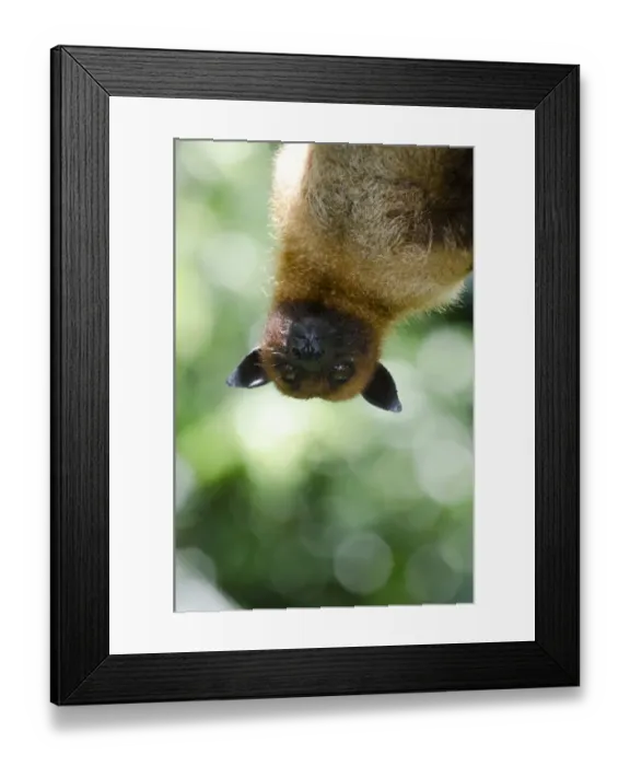 Framed Print : Large or Greater Flying Fox (Pteropus vampyrus) or Kalang. From South East Asia Framed Print : Large or Greater Flying Fox (Pteropus vampyrus) or Kalang. From South East Asia