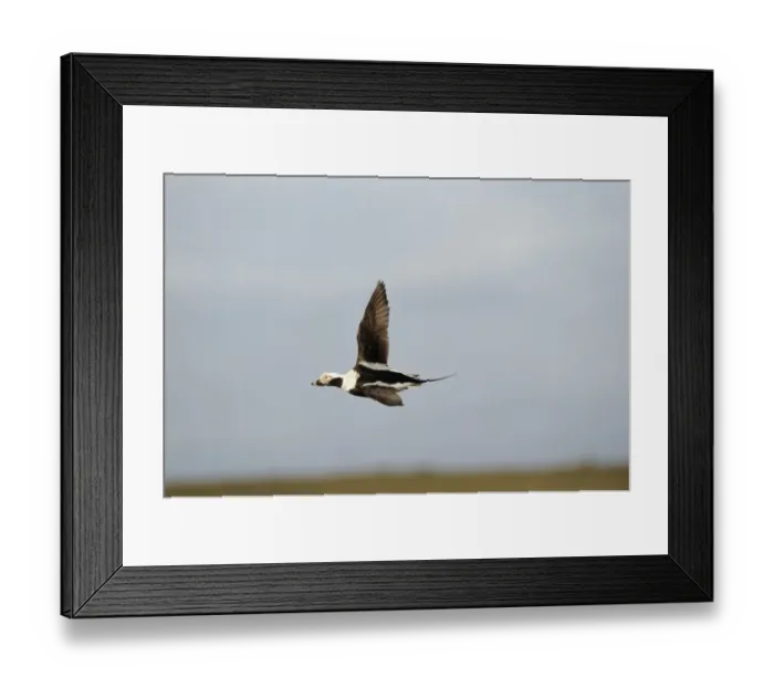 Framed Print : Long-tailed Duck Clangula hyemalis male Shetland March Framed Print : Long-tailed Duck Clangula hyemalis male Shetland March