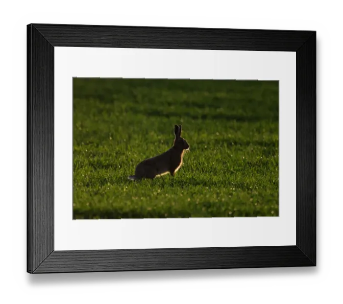 Framed Print : Brown Hare Leus europaeus Norfolk spring Framed Print : Brown Hare Leus europaeus Norfolk spring
