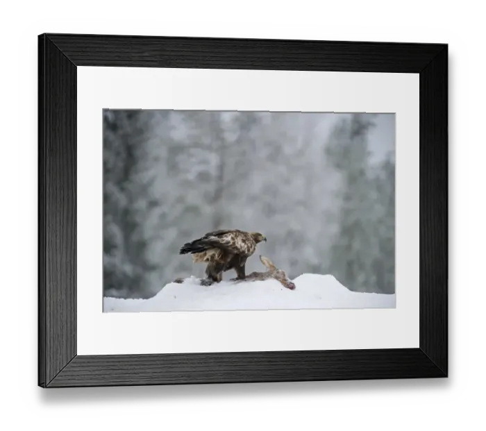 Framed Print : Golden Eagle Aquila chrysaetos Finland winter Framed Print : Golden Eagle Aquila chrysaetos Finland winter