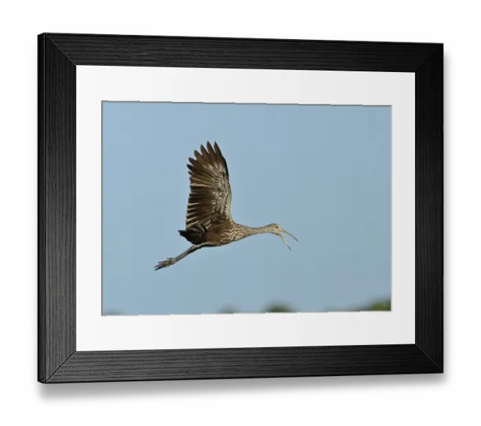 Framed Print : Limpkin Aramus guarauna calling Florida USA Framed Print : Limpkin Aramus guarauna calling Florida USA
