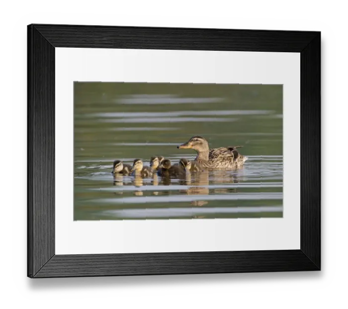 Framed Print : Mallard Anas platyrhynchos female with ducklings Kent spring Framed Print : Mallard Anas platyrhynchos female with ducklings Kent spring