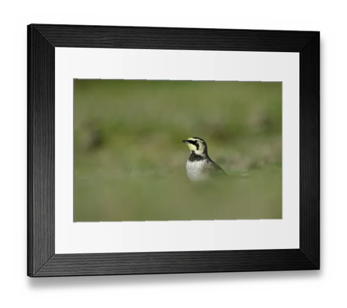 Framed Print : Shore Lark Eremophila alpestris Cley Norfolk winter Framed Print : Shore Lark Eremophila alpestris Cley Norfolk winter