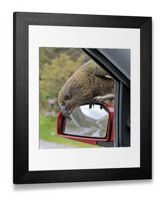 Framed Print : Kea Nestor notabilis Arthurs Pass South Island New Zealand. Vandalising car Framed Print : Kea Nestor notabilis Arthurs Pass South Island New Zealand. Vandalising car