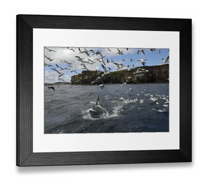 Framed Print : Gannets Morus bassana diving for Mackerel off Noss Shetland June Framed Print : Gannets Morus bassana diving for Mackerel off Noss Shetland June