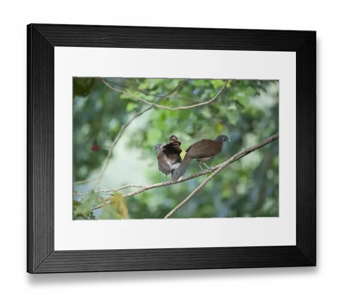 Framed Print : Grey-headed Chachalaca Ortalis cinereiceps Rancho Naturalista Costa Rica Framed Print : Grey-headed Chachalaca Ortalis cinereiceps Rancho Naturalista Costa Rica