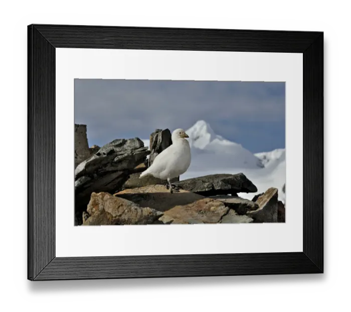Framed Print : Pale-faced Sheathbill Chionis alba Antarctic Peninsula Framed Print : Pale-faced Sheathbill Chionis alba Antarctic Peninsula