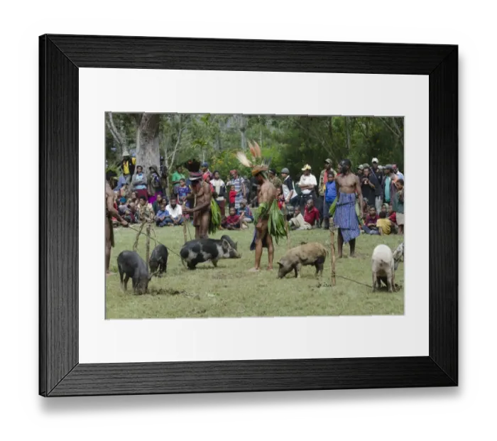 Framed Print : Re-enactment of a biride wealth ceremony at Paiya Show Western Highlands Papua New Guinea Framed Print : Re-enactment of a biride wealth ceremony at Paiya Show Western Highlands Papua New Guinea
