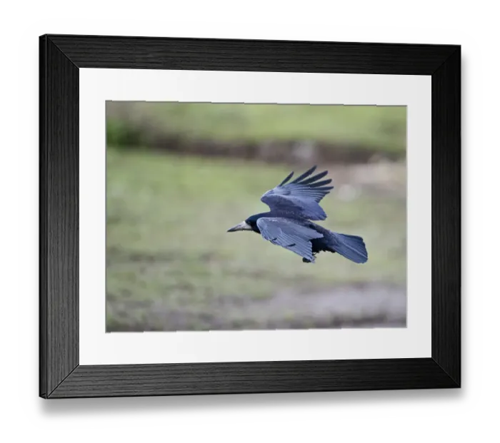 Framed Print : Rook Corvus frugilegus Norfolk spring Framed Print : Rook Corvus frugilegus Norfolk spring