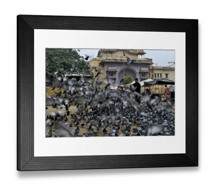 Framed Print : Religious feeding of pigeons by Hindus Jodphur India Framed Print : Religious feeding of pigeons by Hindus Jodphur India
