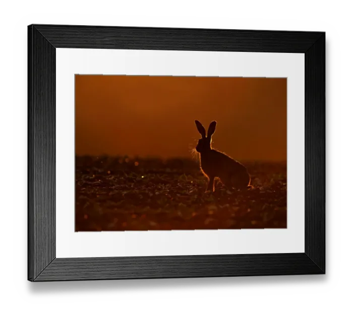 Framed Print : Brown (European) Hare Lepus europaeus Norfolk Framed Print : Brown (European) Hare Lepus europaeus Norfolk