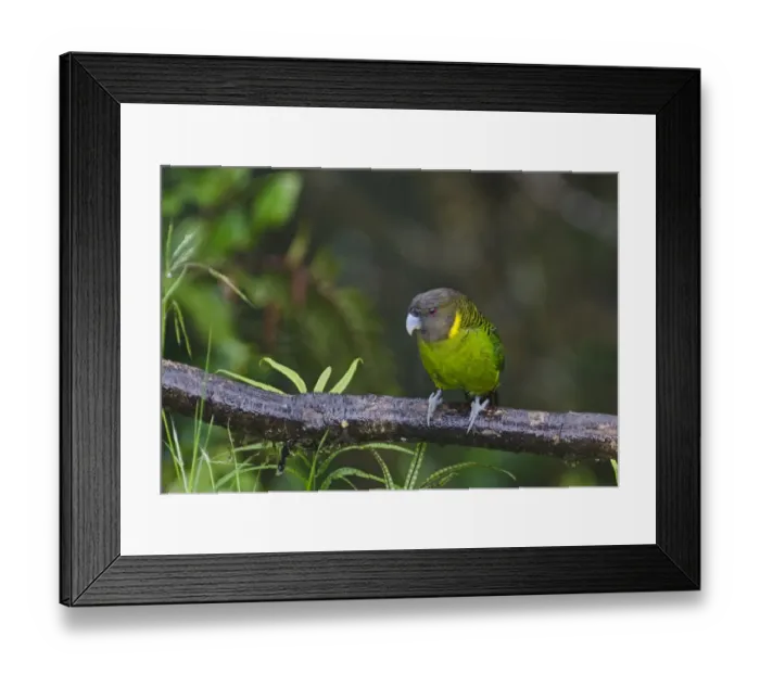 Framed Print : Brehms Tiger Parrot Psittacella brehmii Kumul Lodge Western Highlands Papua New Guinea Framed Print : Brehms Tiger Parrot Psittacella brehmii Kumul Lodge Western Highlands Papua New Guinea