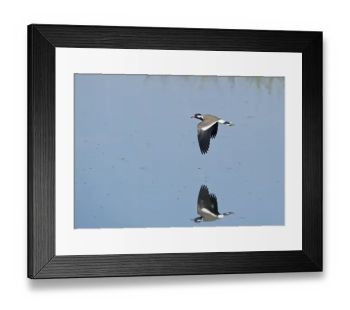 Framed Print : Red-wattled Lapwing (Vanellus indicus) Bharatpur India Framed Print : Red-wattled Lapwing (Vanellus indicus) Bharatpur India