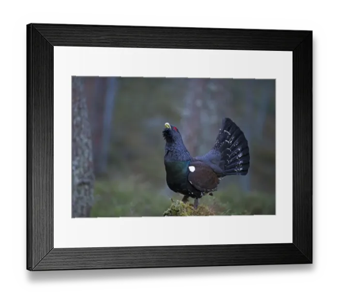 Framed Print : Capercailie Tetrao urogallus rogue male displaying Highlands Scotland February Framed Print : Capercailie Tetrao urogallus rogue male displaying Highlands Scotland February