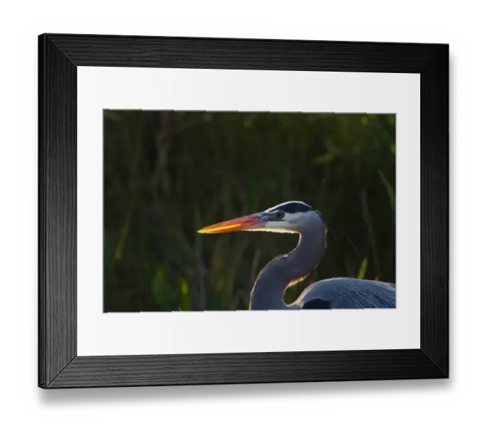 Framed Print : Great Blue Heron Ardea herodias Florida Everglades Framed Print : Great Blue Heron Ardea herodias Florida Everglades
