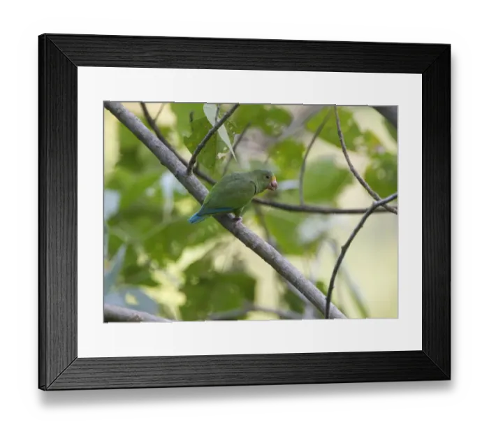 Framed Print : Cobalt-winged Parakeets Brotogeris cyanoptera feeding on seeds Tambopata Peru Framed Print : Cobalt-winged Parakeets Brotogeris cyanoptera feeding on seeds Tambopata Peru