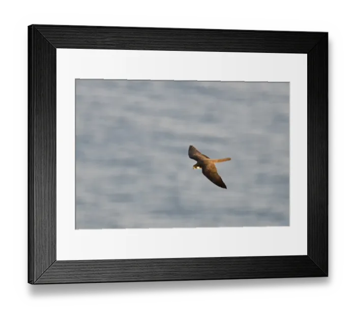 Framed Print : Eleonoras Falcon Falco eleonarae pale morph Cyprus autumn Framed Print : Eleonoras Falcon Falco eleonarae pale morph Cyprus autumn