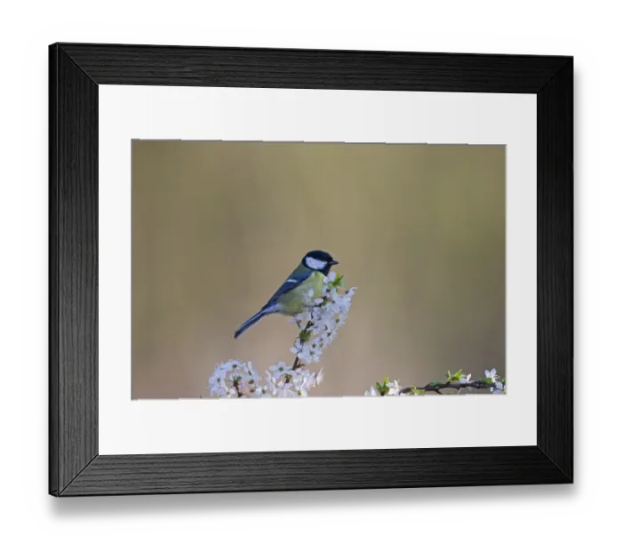 Framed Print : Great Tit Parus major on Blackthorn blossom in spring Norfolk Framed Print : Great Tit Parus major on Blackthorn blossom in spring Norfolk