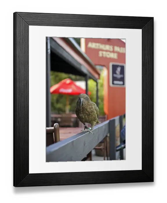Framed Print : Kea Nestor notabilis Arthurs Pass South Island New Zealand Framed Print : Kea Nestor notabilis Arthurs Pass South Island New Zealand