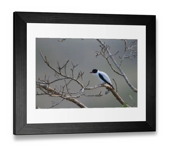 Framed Print : Black-tailed Tityra Tityra cayana; peru; south america Framed Print : Black-tailed Tityra Tityra cayana; peru; south america
