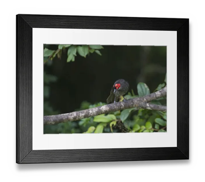 Framed Print : Common Smoky Honeyeater Melipotes fumigatus Western Highlands Papua New Guinea NOTE Framed Print : Common Smoky Honeyeater Melipotes fumigatus Western Highlands Papua New Guinea NOTE