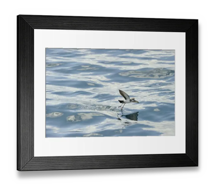 Framed Print : White-faced Storm (Frigate) Petrel feeding over ocean off North Island New Zealand Framed Print : White-faced Storm (Frigate) Petrel feeding over ocean off North Island New Zealand