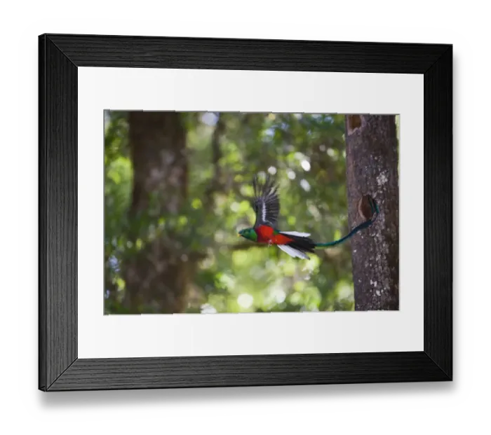 Framed Print : Resplendent Quetzal Pharomachrus mocinno male leaving nest Central Highlands Costa Rica Framed Print : Resplendent Quetzal Pharomachrus mocinno male leaving nest Central Highlands Costa Rica