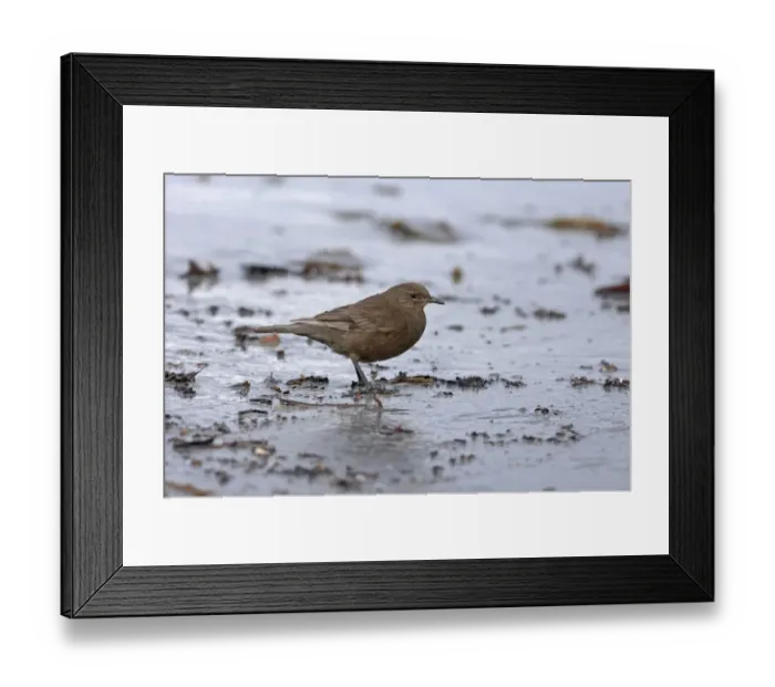 Framed Print : Blackish Cinclodes (Tussock Bird) Cinclodes antarcticus Falklands Framed Print : Blackish Cinclodes (Tussock Bird) Cinclodes antarcticus Falklands
