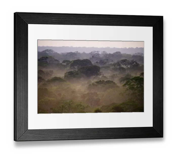 Framed Print : Primary lowland tropical rainforest at dawn Tambopata Amazon Peru Framed Print : Primary lowland tropical rainforest at dawn Tambopata Amazon Peru