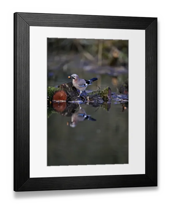 Framed Print : Eurasian Jay, Garrulus glandarius collecting acorns Norfolk Framed Print : Eurasian Jay, Garrulus glandarius collecting acorns Norfolk