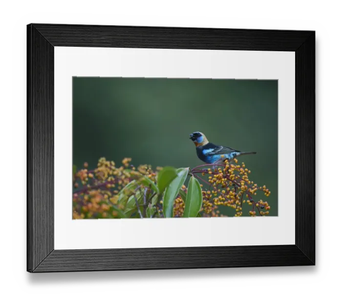 Framed Print : Golden-hooded Tanager Tangara larvata male La Selva Costa Rica